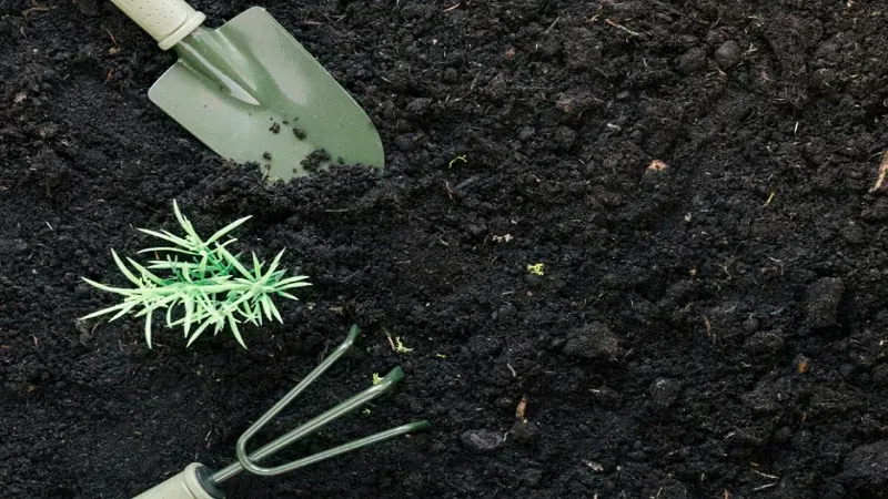 Why Lawn Care In Raleigh, NC Is A Must For A Healthy, Beautiful Lawn